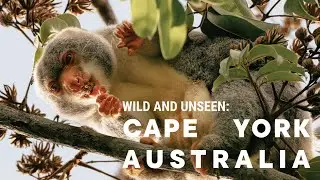 Wild & Unseen Wildlife Cape York Australia