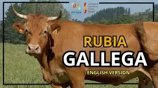 Генетика домашнего скота из Испании &mdash; корова породы рубиа галлега (ACRUGA)