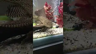 Fun fact about catfish ￼