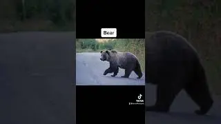 Animals Getting Karma After Doing Something Bad #shorts