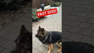 FAST DOG RETURNS!!!!