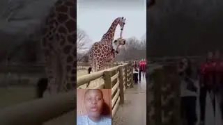 somebody help oo #shorts #viralshorts #funnyimages #funnymemes #goviral #reactions