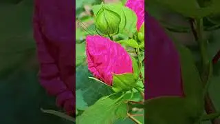 Get #ready for the #stunning #transformation of a #hibiscus bud on the verge of #blooming #garden