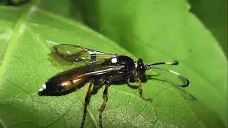 ИНСЕКТАРИЙ: 195. Ichneumon confusor