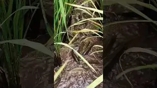 natural fish catching #fishing #catchingfish