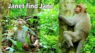 Jane escape Janet hide in forest,Janet long time find but finally can found when look from tree