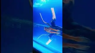 blue background for fish tank#aquariumfish #fishaquarium #fishtank #catfish