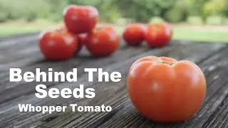 Behind The Seeds: Park's Whopper Tomato