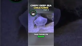 Deep Sea Carnivores Unveiling the Strange and Amazing Predatory Tunicates