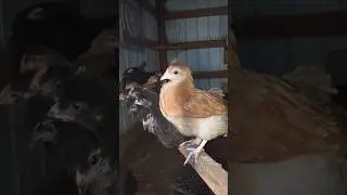 The Most Bizarre Things My Chickens Have Done #backyardchickens