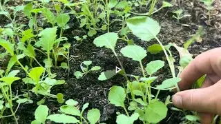 Pourmans Killplot for drawing in Bucks!! Pourmans Foodplot Ep.2