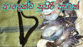 wow!!! amzing monster night fishing | රෑට ඇම කන සුපිරි මාලු(ආදා | River fishing sri lanka 🇱🇰