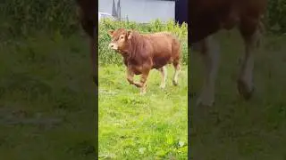 Charolais vs Limousin #cow #cattlefarm #cattle #limousincattle #charolais #beef #crossbred #farm