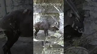 Saola - Earth&rsquo;s rarest large mammal #wildlife #education #animals #facts