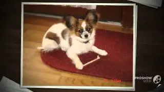 Papichon Dog breed