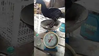 First Video my fvo 2 months pure peruvian black knight black skin