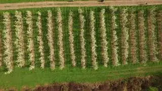 Drone pollinates Central New York apple orchard