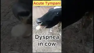 Difficulty in respiration l Anorexia l Acute Tympani l Dr Umar Khan