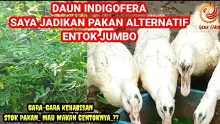 DAUN INDIGOFERA PAKAN ALTERNATIF ENTOK JUMBO.. MAUKAH..??