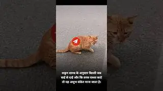 बिल्ली के रास्ता काटने से क्या होता है #shortsvideo #shorts #factsinhindi #facts #trend