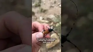 Batesian mimicry! #mimicry #insect #wasp #tarantula #venom #sting #stem #beetle