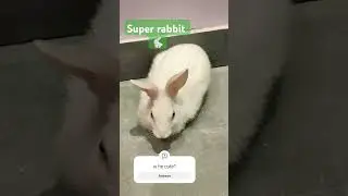 rabbi #cute#rabbit hole#song 