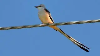 Small birds with long tail feathers  2018