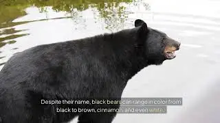 Bear Types, Habitats and Facts