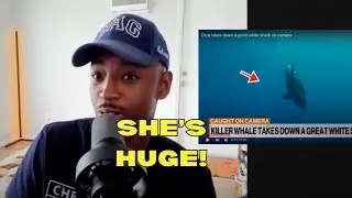 Orca Takes Down Great White Shark On Camera! [REACTION]