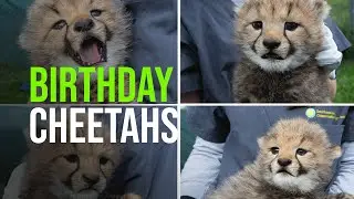 National Zoo&rsquo;s Four Cheetah Cubs Turn One!