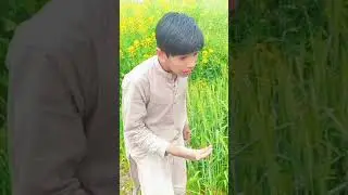 Sona#Ke#Ent#Mile#new #funny #video #comedy #trending