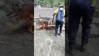 Dharali- Rescue operation #dharali #rescue #update #trendingshorts #uttarakhand #viralshort