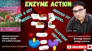 Enzyme Catalysis | Lock & Key, Induced Fit Model | Allosteric Enzymes | Urdu Hindi English | 2024