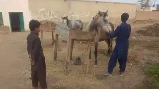 Beautiful horse power || Horse videos 🐎February 3, 2025