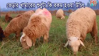 ভেড়ার খামারের শুরুটা কি রকম হওয়া উচিৎ - দেখুন এই ভিডিও টি  । Sheep Farm | Varar Khamar -RB Fbd