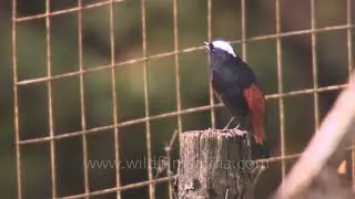 White-capped redstart a passerine bird of the Old World flycatcher family