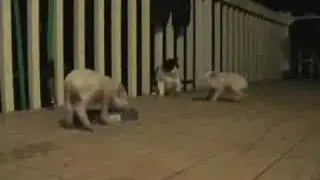 Cat Vs. Cute Pigs Battle Over Catfood One Angry Cat