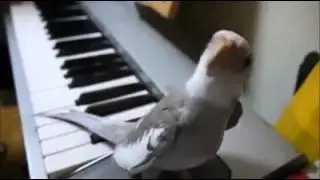 Bird Sings in Synchrony with Piano !!! Incredible   Cute