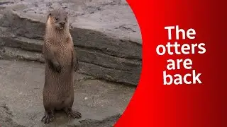 Meet the otter-ly 'adorable' duo that just moved into Montreal's Ecomuseum Zoo