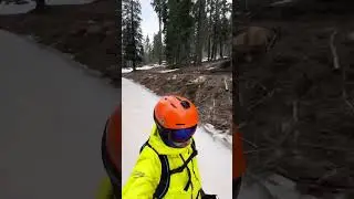 Skiing Dodge Ridge