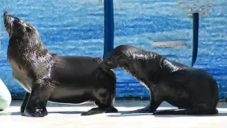 2022.07.10 14:45 きずな/kizuna [新江ノ島水族館]