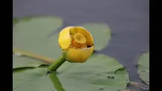 SPATTERDOCK