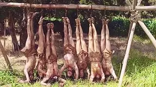 3000 год. Люди становятся рабами гораздо более сильных существ.