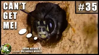 'Self-Isolating' Digger Bees! | KNOW #35