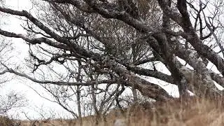 Kentra Bay Cuckoo