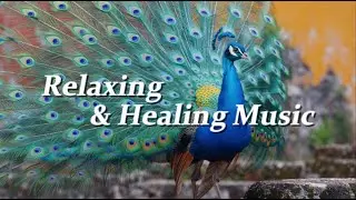 Relaxing Music for Sleep & Focus | Calm Your Mind, Study with Green peafowl