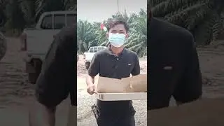 #perkebunankelapasawit