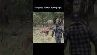 Kangaroo 🦘 vs Man Boxing 🥊 Fight #shorts
