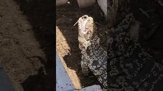Tegu Lizard Care 🥳🦖