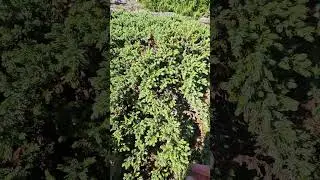 Common juniper (Juniperus communis) in shrub form#juniper#